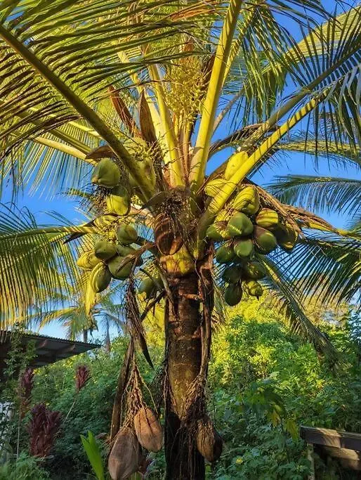 Eco-Farm Tropical Modern Loft Villa Pahoa 0*,